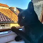 Chat, Fenêtre, Ciel, Building, Felidae, Carnivore, Bois, Plante, Small To Medium-sized Cats, Tints And Shades, Moustaches, Beauty, House, Museau, Bombay, Roof, Queue, Domestic Short-haired Cat, Symmetry, Facade