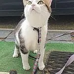 Chat, Felidae, Plante, Small To Medium-sized Cats, Carnivore, Moustaches, Collar, Herbe, Queue, Domestic Short-haired Cat, Sidewalk, Poil, Vehicle Door, Patte, Foot, Sandal, Assis, Légende de la photo, Road Surface, Griffe