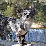 Chien, Race de chien, Cairn Terrier