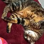 Chat, Felidae, Carnivore, Small To Medium-sized Cats, Moustaches, Queue, Comfort, Poil, Domestic Short-haired Cat, Terrestrial Animal, Patte, Griffe, Door, Sieste, Légende de la photo