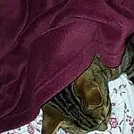 Purple, Sleeve, Chat, Felidae, Carnivore, Comfort, Magenta, Small To Medium-sized Cats, Pattern, Linens, Poil, Natural Material, Woven Fabric, Stitch, Leather Jacket, Silk, Moustaches
