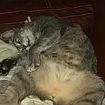 Chat, Felidae, Small To Medium-sized Cats, Carnivore, Moustaches, European Shorthair, Domestic Short-haired Cat, Nebelung, Chatons, NorvÃ©gien, Poil, Asiatique, Faon, Domestic Long-haired Cat, Pixie-bob, Dragon Li, Chat tigrÃ©
