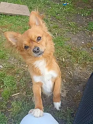 Nom Chihuahua Chien Pikatchu