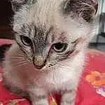 Chat, Yeux, Felidae, Carnivore, Small To Medium-sized Cats, Moustaches, Faon, Museau, Close-up, Pet Supply, Queue, Domestic Short-haired Cat, Poil, Balinais, Griffe, Cat Supply, Terrestrial Animal, Patte, Thai, Comfort
