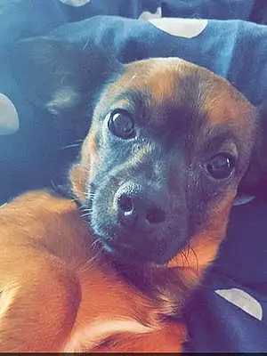 Chihuahua Chien Minnie