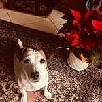 Chien, Race de chien, Canidae, Carnivore, Russell Terrier, Rat Terrier, Museau, Chien de compagnie, Feist, Chiots, Teddy Roosevelt Terrier, Jack Russell Terrier, Parson Russell Terrier, Treeing Feist, Faon, Patte, Rare Breed (dog), Danish Swedish Farmdog
