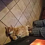 Chat, Bois, Felidae, Carnivore, Couch, Small To Medium-sized Cats, Hardwood, Studio Couch, Moustaches, Table, Comfort, Queue, Domestic Short-haired Cat, Poil, Road Surface, Chien de compagnie, Patte, Arbre