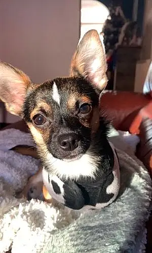 Nom Chihuahua Chien Léon