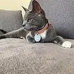 Chat, Small To Medium-sized Cats, Felidae, Moustaches, Bleu russe, Carnivore, Museau, Domestic Short-haired Cat, Chatons, Assis, British Shorthair, Faon, Chartreux