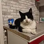 Chat, Felidae, Carnivore, Small To Medium-sized Cats, Moustaches, Queue, Domestic Short-haired Cat, Poil, Room, Home Appliance, Cat Supply, Door, Box, Cat Furniture, Patte