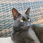 Chat, Felidae, Carnivore, Moustaches, Grey, Small To Medium-sized Cats, Museau, Domestic Short-haired Cat, Chats noirs, Terrestrial Animal, FenÃªtre, Poil, Havana Brown