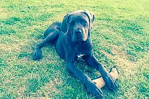 Cane Corso Chien Looping