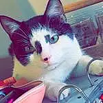 Chat, Carnivore, Felidae, Small To Medium-sized Cats, Moustaches, Poil, Domestic Short-haired Cat, Box, Bag, Queue, Windshield, Patte, Automotive Window Part, Lap, Kitchen Appliance, Assis, Luggage And Bags, Square