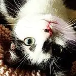 Chat, Moustaches, Small To Medium-sized Cats, Felidae, Nez, Museau, Close-up, Poil, Carnivore, Yeux, Chatons, Patte, Photography, Griffe, Polydactyl Cat, American Curl
