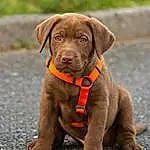 Chien, Race de chien, Labrador Retriever, Museau, Chiots, Retriever, Chien de compagnie, Chesapeake Bay Retriever