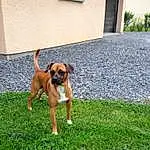 Chien, Race de chien, Canidae, Carnivore, Boxer, Herbe, Faon, Rare Breed (dog), Black Mouth Cur, Plante, Austrian Pinscher, Working Dog