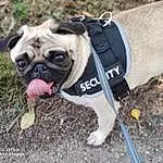 Chien, Carlin, Race de chien, Carnivore, Tire, Plante, Chien de compagnie, Faon, Leash, Collar, Herbe, Dog Collar, Toy Dog, Wheel, Museau, Dog Supply, Wrinkle, Working Animal, Dog Clothes