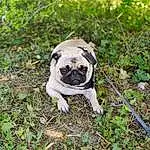 Chien, Plante, Carnivore, Carlin, Working Animal, Faon, Arbre, Race de chien, Chien de compagnie, Herbe, Dog Collar, Toy Dog, Groundcover, Terrestrial Animal, Wrinkle, Collar, Molosser, Soil, Canidae