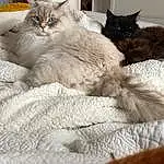 Chat, Felidae, Comfort, Carnivore, Small To Medium-sized Cats, Grey, Moustaches, Door, Queue, Bois, Linens, Poil, Domestic Short-haired Cat, Bed, Bedding, Bed Sheet, Cat Supply, Room, Griffe, Patte