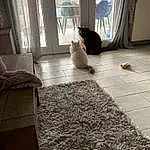 Chat, Felidae, Bois, Textile, Interior Design, Carnivore, Comfort, Sunlight, Small To Medium-sized Cats, Fenêtre, Hardwood, Curtain, Road Surface, Tints And Shades, Shade, Plante