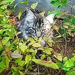 Chat, Felidae, Small To Medium-sized Cats, Leaf, Green, Chat tigrÃ©, Moustaches, Chat sauvage, Plante, Carnivore, NorvÃ©gien, Maine Coon, Herbe, Jungle, European Shorthair, Chatons, Groundcover