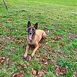 Chien, Plante, Green, Carnivore, Race de chien, Herbe, People In Nature, Faon, Berger allemand, Groundcover, Terrestrial Animal, Grassland, Pelouse, Museau, Queue, Vieux chien de berger allemand, Chien de compagnie