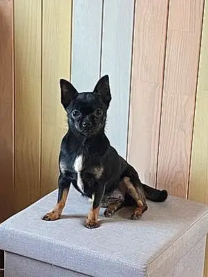 Nom Chihuahua Chien Minie