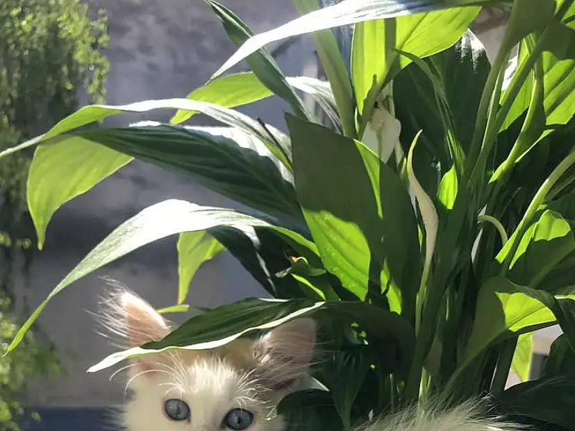 Plante, Chat, Felidae, Carnivore, Small To Medium-sized Cats, Terrestrial Plant, Faon, Herbe, Moustaches, Bois, Tire, Automotive Tire, Shrub, Automotive Exterior, Houseplant, Domestic Short-haired Cat, Queue, Herbaceous Plant, Room, Flowerpot