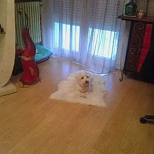 Nom West Highland White Terrier Chien Pirouette
