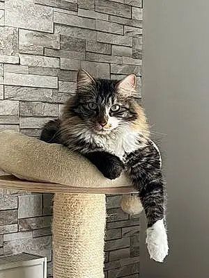 Nom Maine Coon Chat Tito