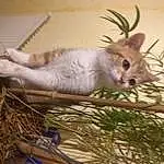 Chat, Yeux, Felidae, Carnivore, Plante, Small To Medium-sized Cats, Moustaches, Bois, Twig, Faon, Herbe, Museau, Queue, Poil, Domestic Short-haired Cat, Event, Arbre, Patte, Herb, Plant Stem