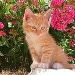 Chat, Small To Medium-sized Cats, Felidae, Moustaches, Carnivore, Rose, Fleur, Plante, European Shorthair, Domestic Short-haired Cat, Chat tigré, Maine Coon, Faon, Chatons, German Rex, Shrub, British Semi-longhair, Ragamuffin, Asiatique