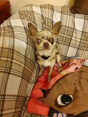 Nom Chihuahua Chien Pimkie