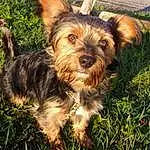 Chien, Race de chien, Carnivore, Herbe, Chien de compagnie, Plante, Faon, Toy Dog, Museau, Terrier, Canidae, Dog Supply, Petit Terrier, Yorkshire Terrier, Working Animal, Poil, Water Dog, Biewer Terrier, Liver