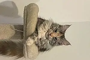 Nom Maine Coon Chat Twixy