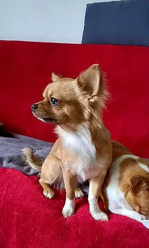 Nom Chihuahua Chien Sya