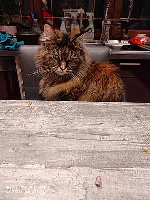 Nom Maine Coon Chat Pookie