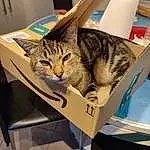 Chat, Felidae, Carnivore, Small To Medium-sized Cats, Moustaches, Box, Poil, Domestic Short-haired Cat, Paper Towel, Eyewear, Packaging And Labeling, Military Camouflage, Paper Product, Paper, Comfort, Metal, Cardboard, Bag, Assis