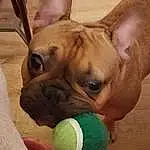 Chien, Race de chien, Carnivore, Oreille, Chien de compagnie, Faon, Moustaches, Working Animal, Bulldog, Toy Dog, Museau, Dog Supply, Wrinkle, Canidae, Comfort, Tennis Ball, Terrestrial Animal