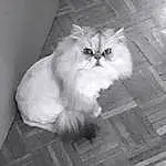 Chat, Small To Medium-sized Cats, Moustaches, Felidae, Domestic Long-haired Cat, Persan, Asian Semi-longhair, Hardwood, Bois, British Longhair, British Semi-longhair, Poil, Yeux, Carnivore, Himalayan, Wood Flooring, Norvégien