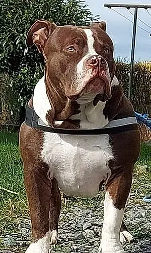 Nom American Bully Chien Poutine