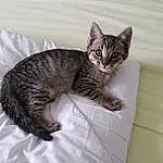 Chat, Felidae, Carnivore, Small To Medium-sized Cats, Moustaches, Comfort, Grey, Museau, Queue, Domestic Short-haired Cat, Poil, Patte, Griffe, Terrestrial Animal, Sieste