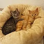 Chat, Felidae, Comfort, Carnivore, Small To Medium-sized Cats, Moustaches, Faon, Museau, Bois, Queue, Cat Bed, Poil, Domestic Short-haired Cat, Patte, Griffe, Linens, Terrestrial Animal, Sieste, Cat Supply, Wrinkle