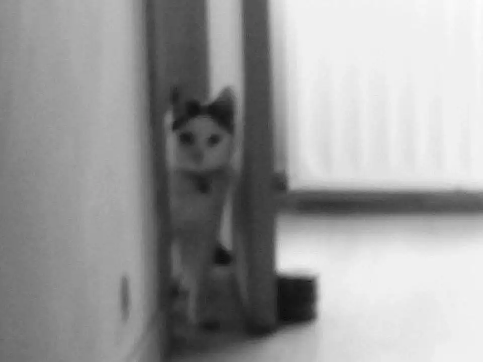 Chat, Blanc, Black, Black-and-white, Felidae, Small To Medium-sized Cats, Monochrome, Moustaches, Chatons, Noir & Blanc, Yeux, Carnivore, Line, Museau, Photography, Domestic Short-haired Cat, Stairs, Queue, Fenêtre