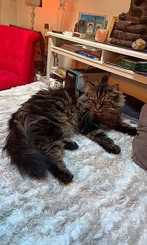 Nom Maine Coon Chat Rudy