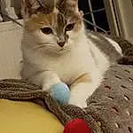 Chat, Small To Medium-sized Cats, Felidae, Moustaches, Carnivore, Chat de l’Egée, Domestic Short-haired Cat, Ragdoll, Chatons, European Shorthair, Turc de Van, Polydactyl Cat, Asiatique, Ojos Azules, Faon, American Wirehair, Patte