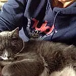 Chat, Small To Medium-sized Cats, Felidae, Moustaches, Carnivore, Nebelung, Museau, Domestic Short-haired Cat, Chatons, Poil, Domestic Long-haired Cat, Oreille, Asiatique