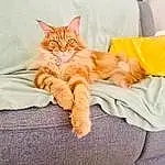 Chat, Couch, Meubles, Blanc, Comfort, Felidae, Textile, Small To Medium-sized Cats, Carnivore, Orange, Moustaches, Faon, Bed, Queue, Linens, Bedding, Poil, Domestic Short-haired Cat, Room, Patte