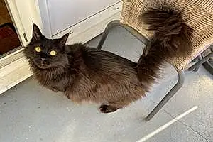 Maine Coon Chat Annabelle