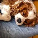 Chien, Race de chien, Carnivore, Liver, Chien de compagnie, Faon, Moustaches, Museau, Toy Dog, Jouets, Cavalier King Charles Spaniel, Poil, Bored, Canidae, Working Animal, Ã‰pagneul, Terrestrial Animal